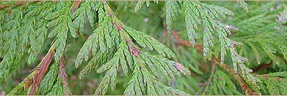 Premier Forest Products - Certigrade Shingles, Shingle Panels, Panelized&nbsp;Shingles, Sidewall&nbsp;Shinges, Decorating Shingles, Vertical Grain, Mixed Grain